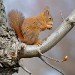 Red Squirrel_2 